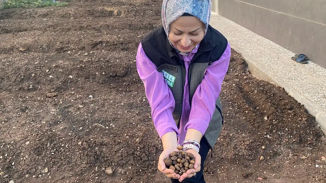 Siirt'te Bir İlk! Salep Üretimi İçin Deneme Alanı Kuruldu