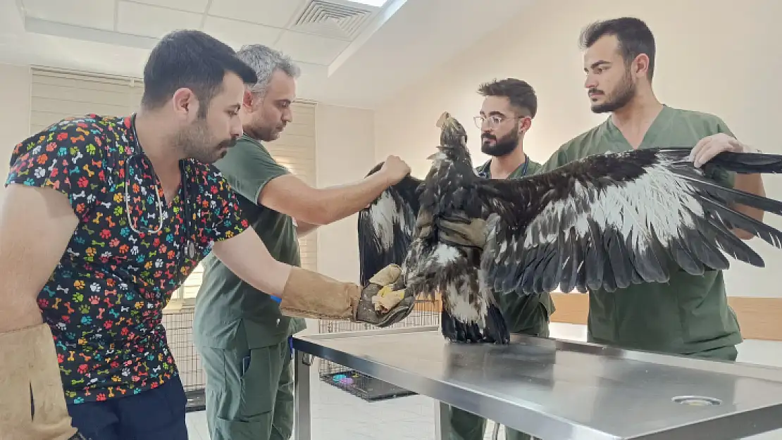 Siirt'te doğada yaralanan yabani kanatlı hayvanlara ev sahipliği yapılıyor!