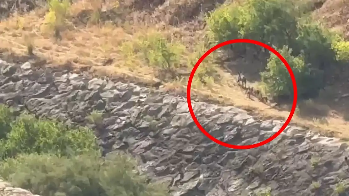 Siirt'te Domuz Sürüsü Kameraya Yansıdı