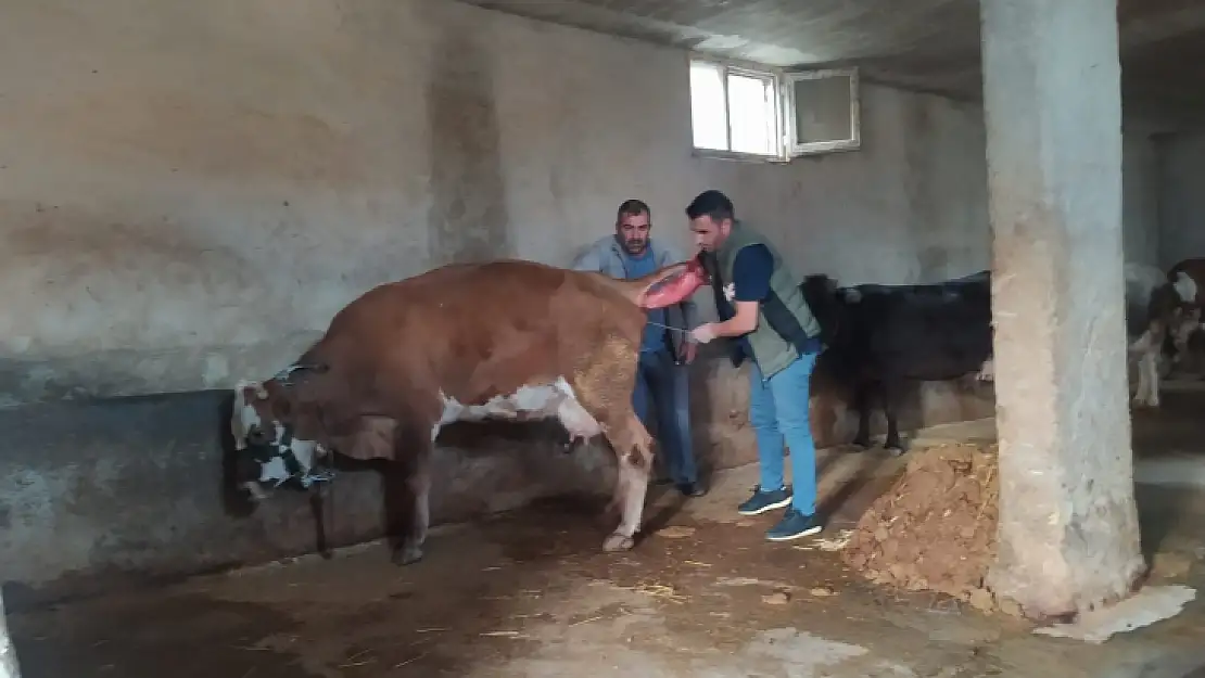 Siirt'te ETKİYAP Projesinin İlk Buzağıları Doğdu