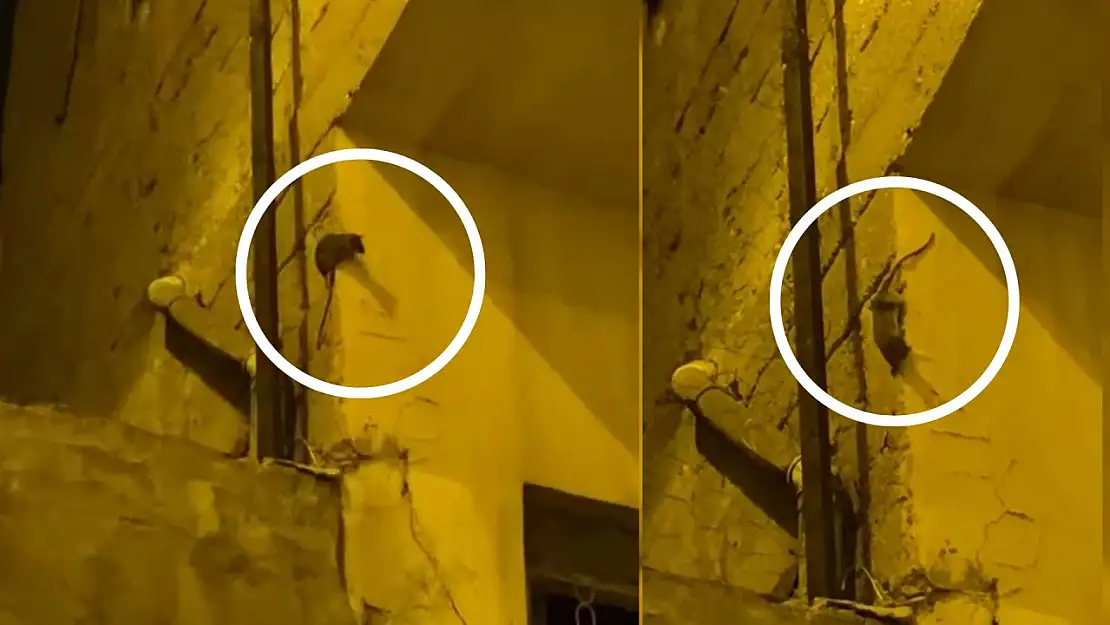 Siirt'te Fare Alarmı: Algül Mahallesi Sakinleri İlaçlama Talep Ediyor