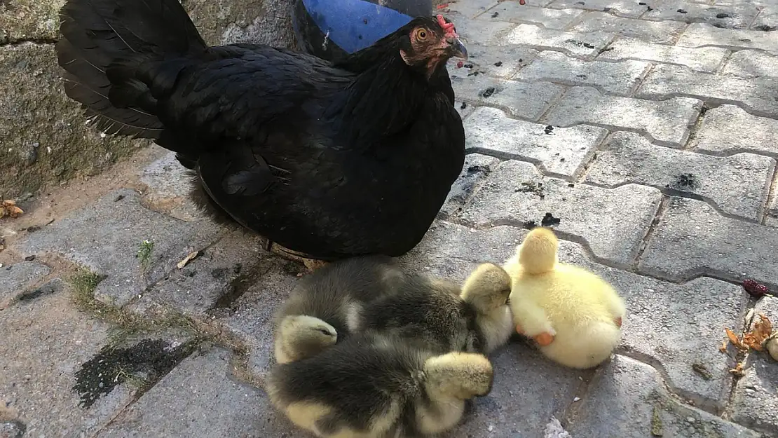 Siirt'te İlginç Görüntü!  Tavuk, Ördek Yavrularına Annelik Yapıyor