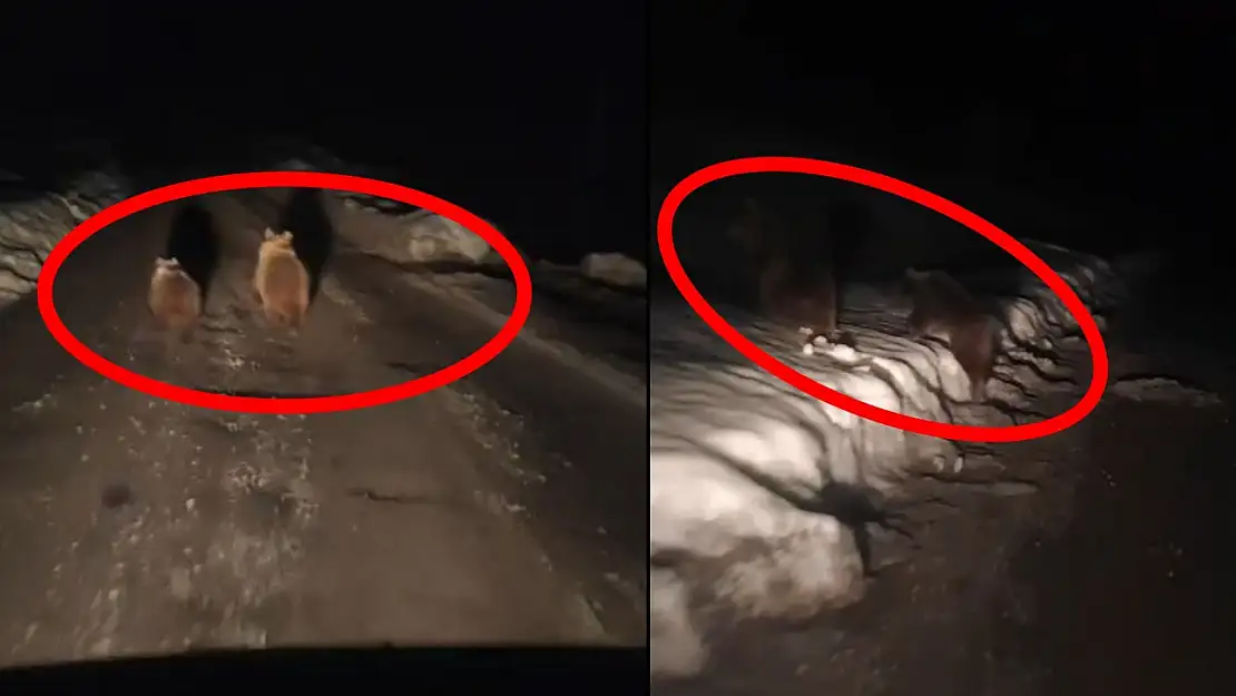 Siirt'te kış uykusuna yatmayan ayılar köy yoluna indi