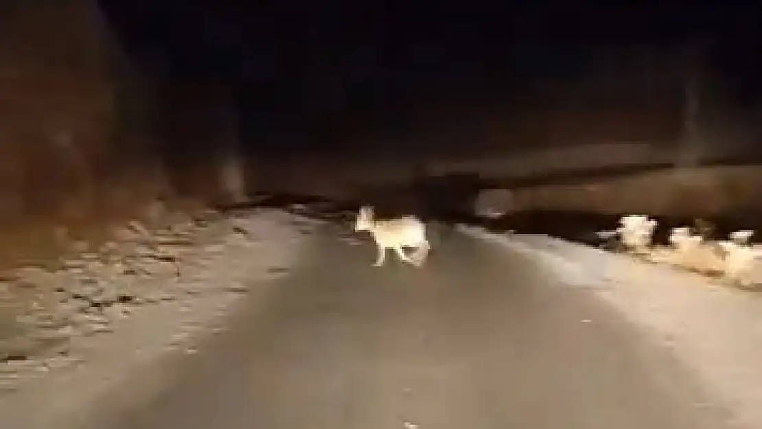 Siirt'te koruma altındaki dağ keçileri sürü halinde görüntülendi