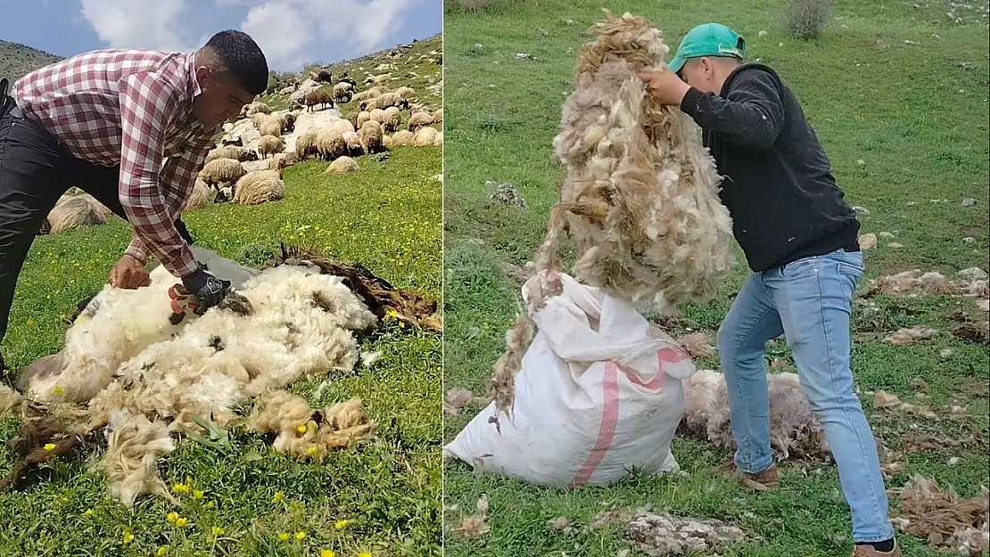 Siirt'te koyun kırkma dönemi başladı