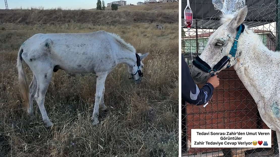 Siirt'te Ölüme Terk Edilen Zahir, Artı Siirt'in Paylaşımıyla Kurtarıldı