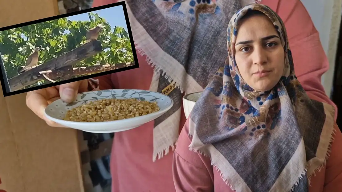 Siirt'te Pencereden Giren Kumru Eve Yuva Yaptı, Ev Sahibi Sahip Çıktı