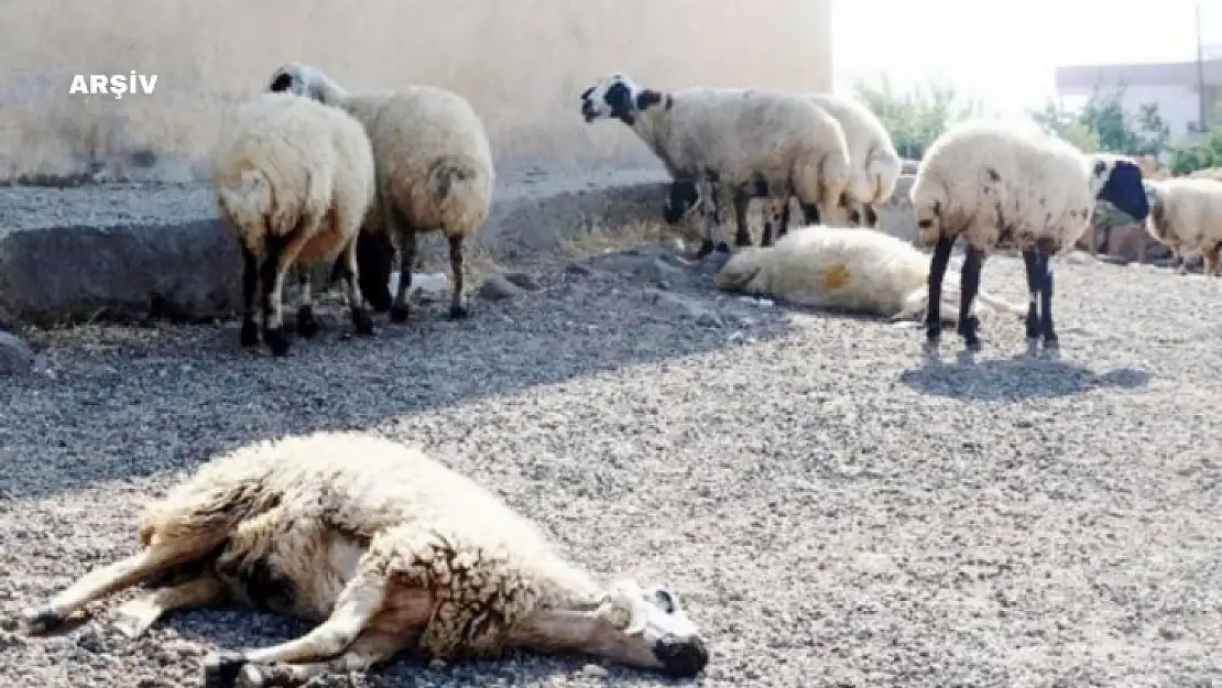 Siirt'te Şarbon Alarmı: İki Köy Karantinaya Alındı! 15 Gün Giriş Çıkışlar Yasaklandı