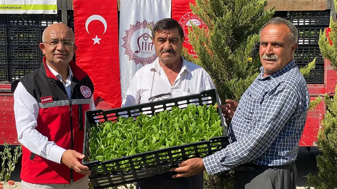 Siirt'te Tarım Arazilerinin Etkin Kullanımı İçin Marul ve Karnabahar Üretim Projesi Başlatıldı