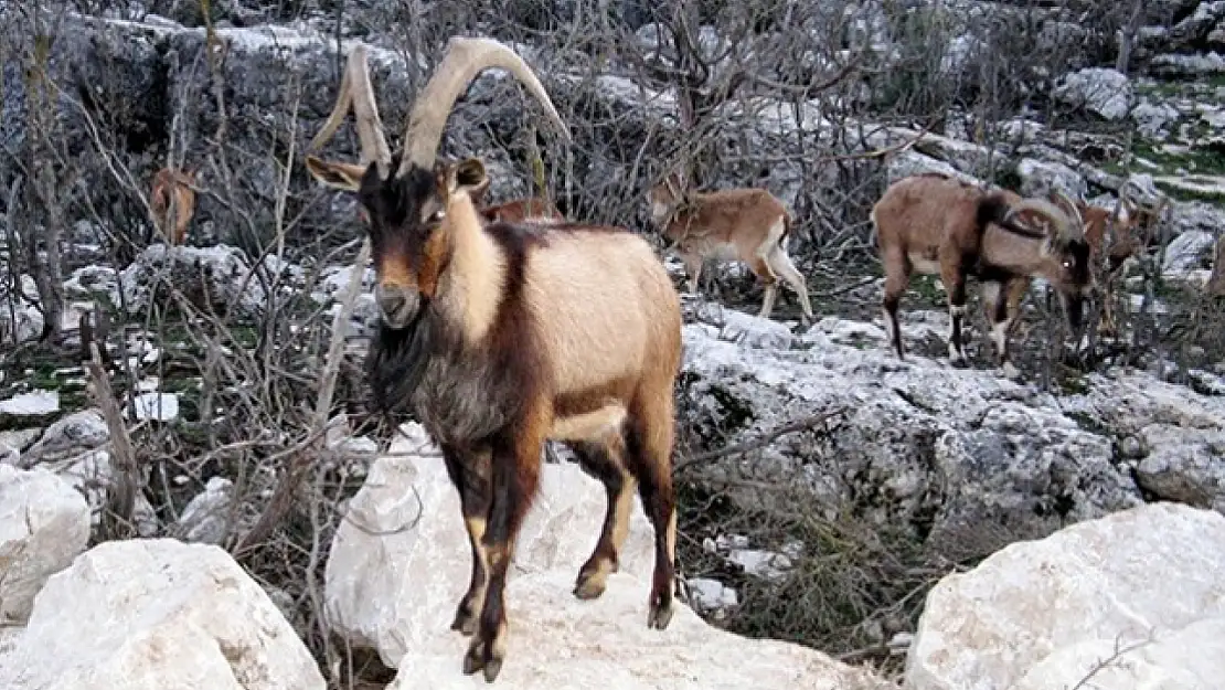 Siirt'te yaban keçisi ihale ile öldürülecek