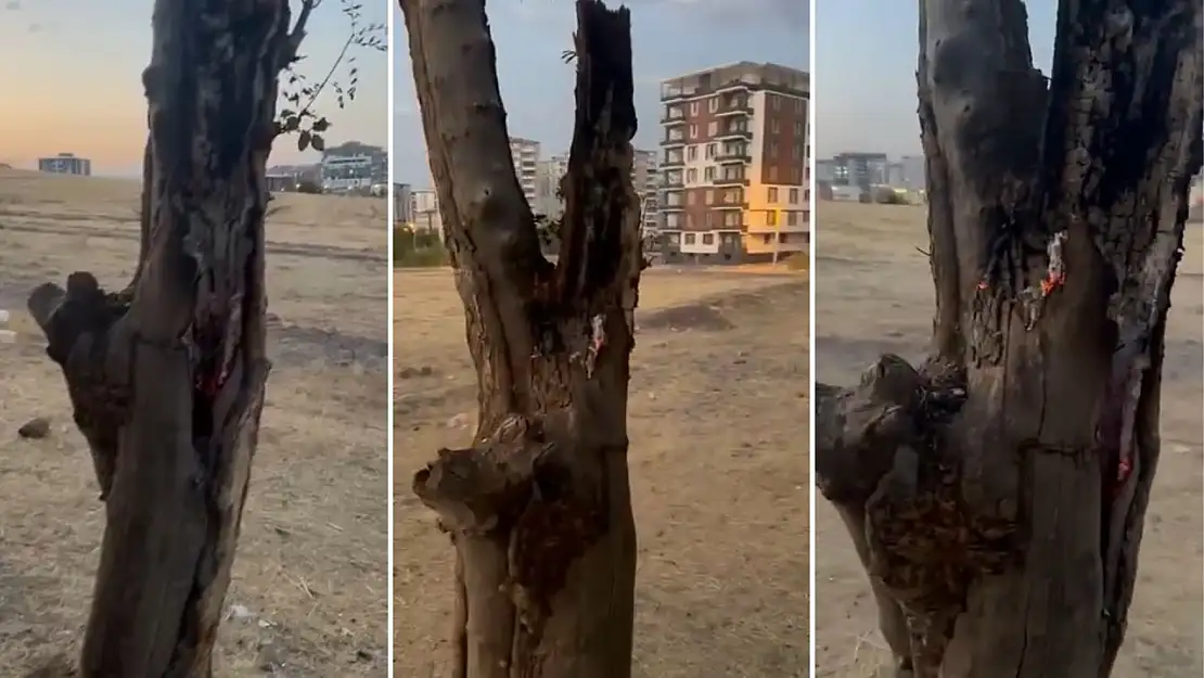 Siirt'te Yeşil Ağacın Gövdesini Yaktılar
