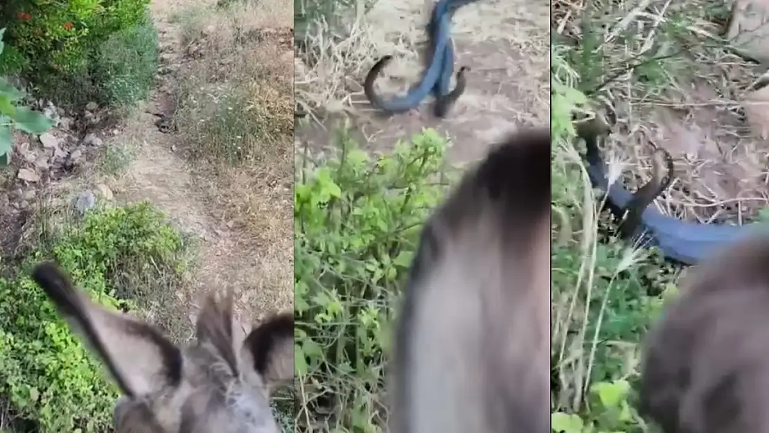 Siirt'te Yılanların Çiftleşme Dansı Kameraya Yansıdı