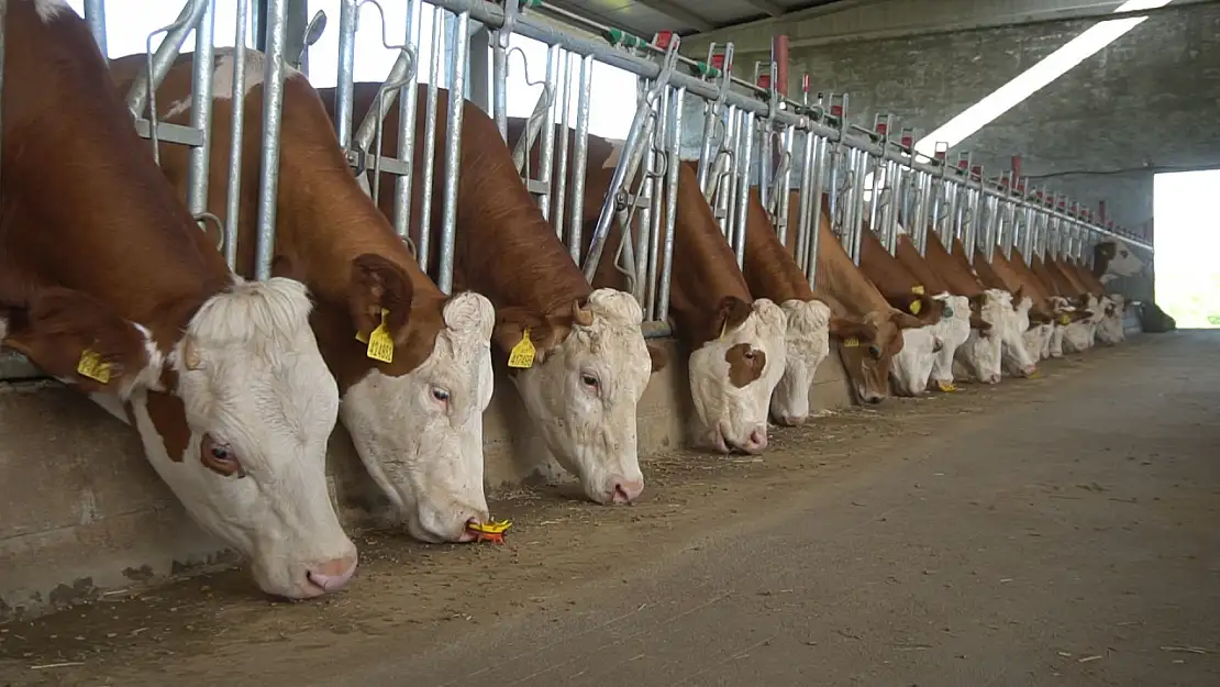Siirtli Çiftçiler Dikkat! 2025 Yılı Hayvan Desteklemeleri İçin Başvurular Başlıyor