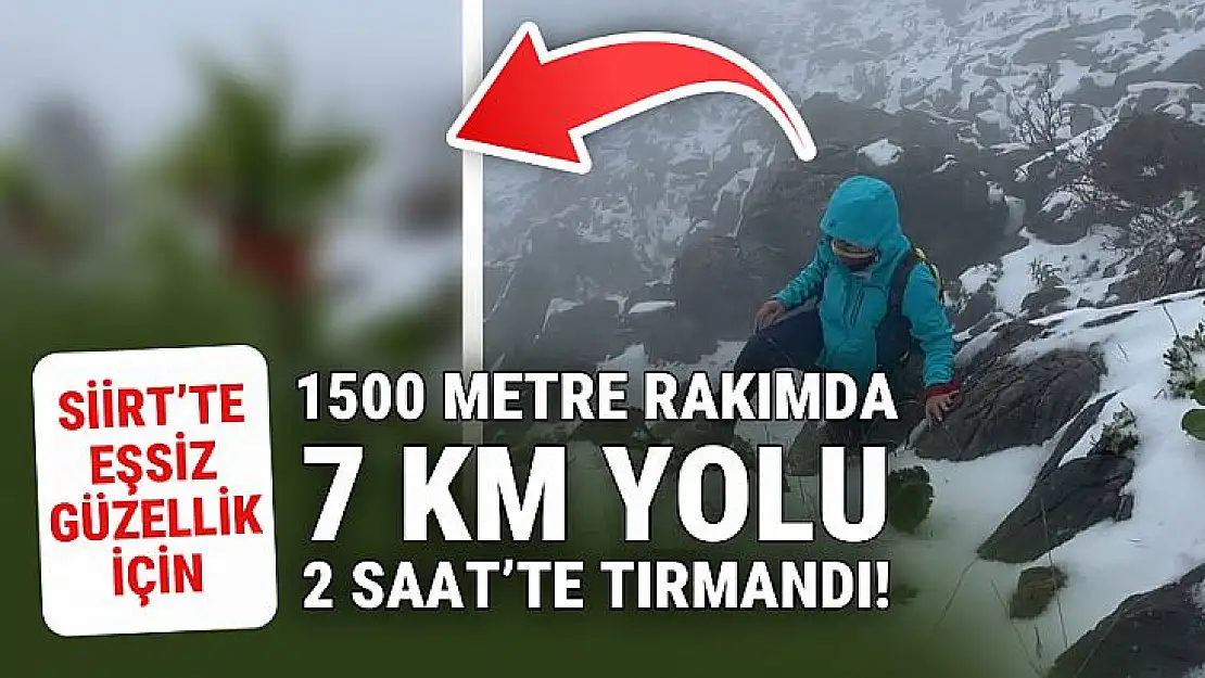 Siirtli Doğa Sever, Kar Altındaki Ters Laleleri Görmek İçin 7 Kilometreyi 2 Saatte Yürüdü