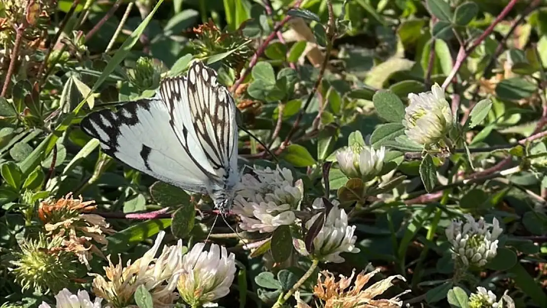 Yapmurtepe Anaokulu Bahçesinde Nadir Tür Heyecanı: 'Beyaz Öncü' Kelebeği Görüldü