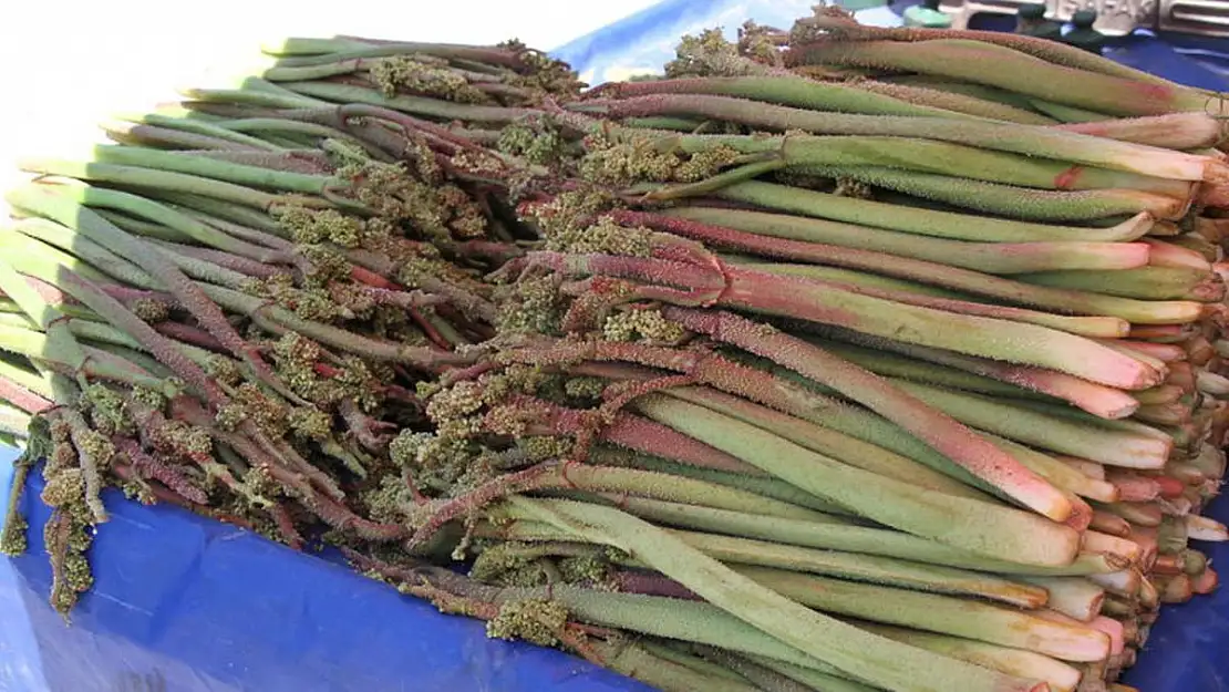 Yayla Muzu Bollaştı