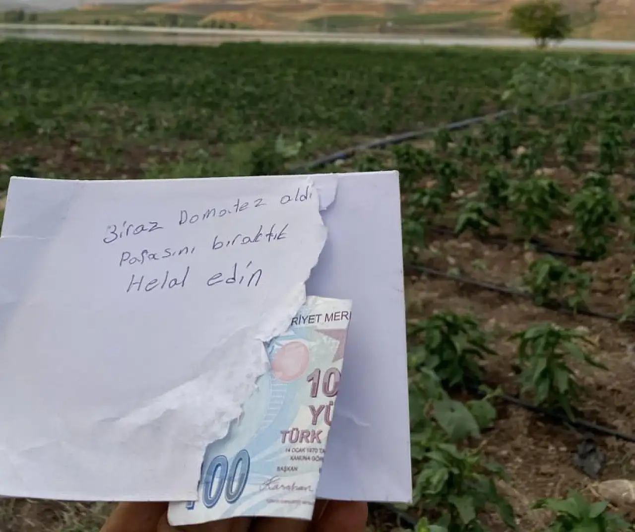 Siirt'te Girdiği Tarladan Domates Alan Vatandaş, Parasını Ve Helallik Notunu Bıraktı