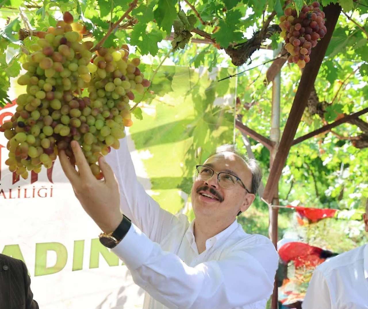 Siirt'te Tayfi Üzümü Hasadı Başladı: Hedef Türkiye'de İlk 5'e Girmek