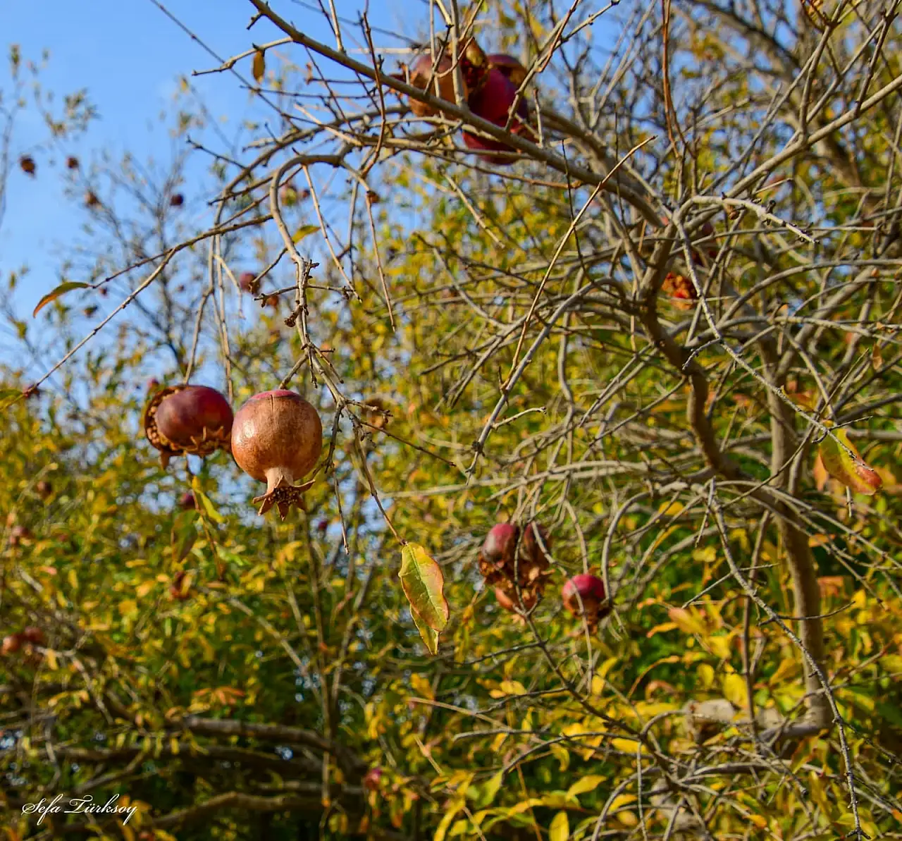 Siirt'te Sonbaharın Büyüsü: Fıstık Bahçeleri ve Doğanın Renkleri Objektiflere Yansıdı