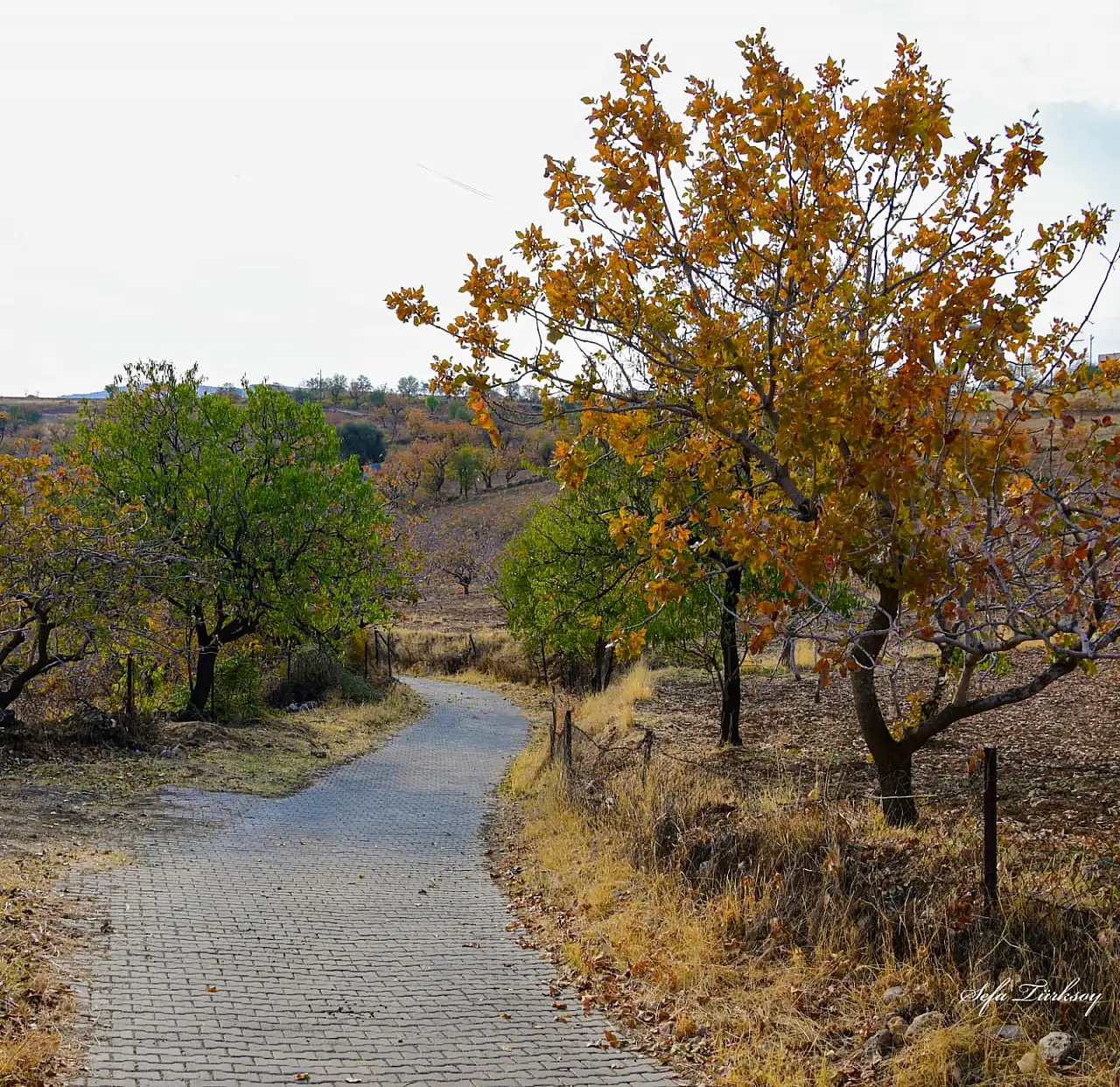 Siirt'te Sonbaharın Büyüsü: Fıstık Bahçeleri ve Doğanın Renkleri Objektiflere Yansıdı