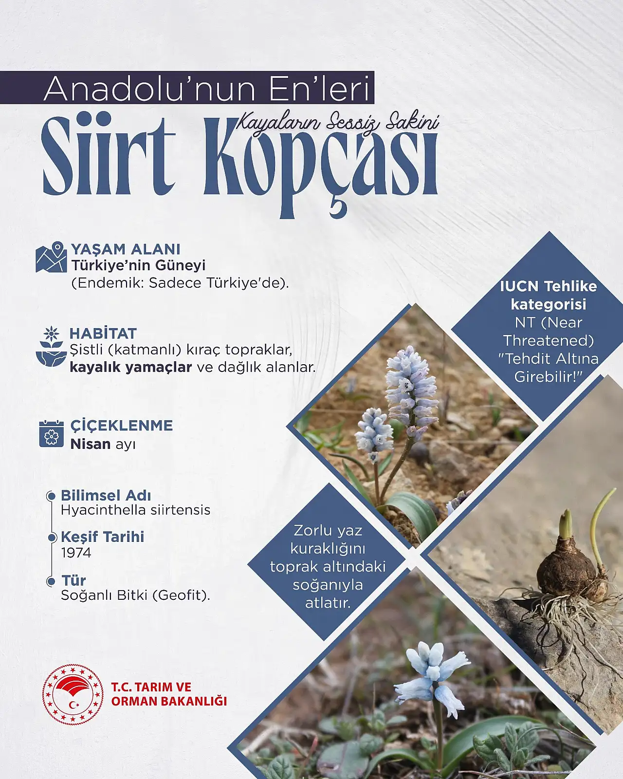 Siirt'te Doğa Sürprizi: Bakanlık 'Mucize' Diyerek Paylaştı