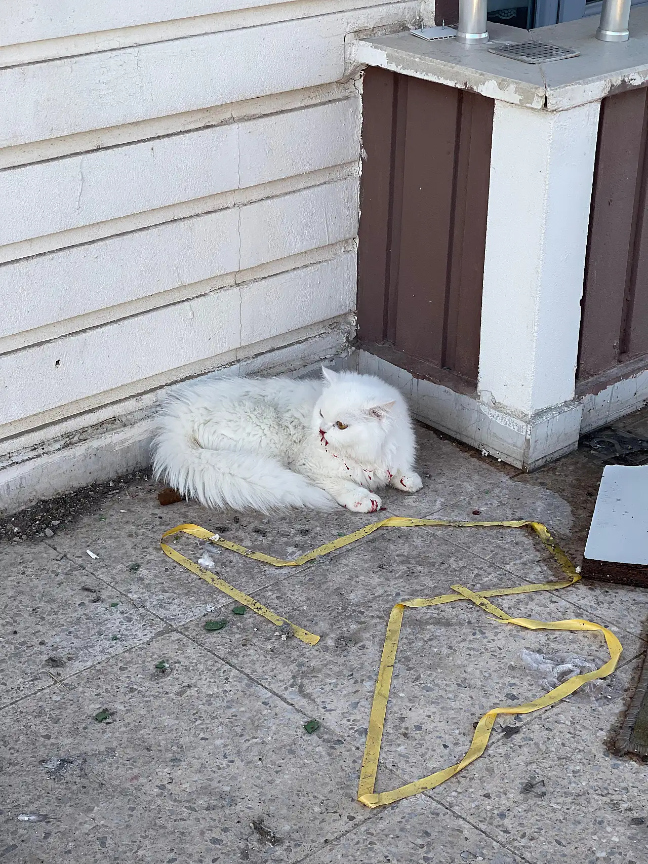 Siirt'te 7'nci Kattan Düşen Evcil Kedi İçin Ekipler Seferber Oldu