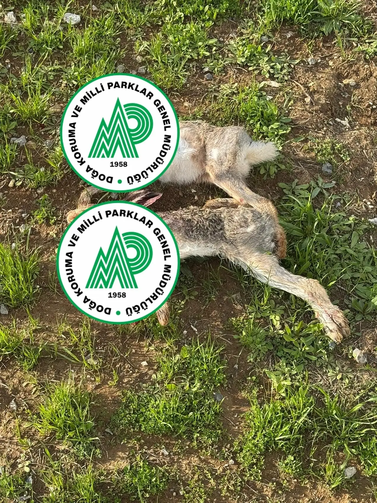 Siirt'te Yasak Dönemde Tavşan Avlayan Kişiyi 45 Bin TL Ceza Kesildi