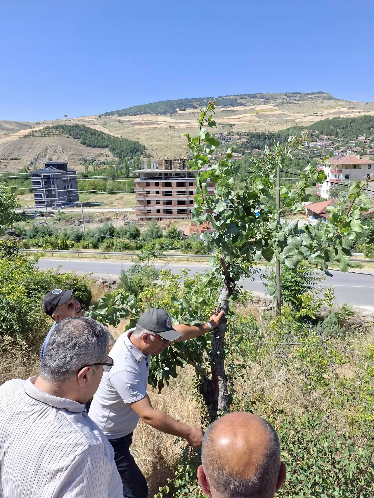 Siirt Fıstığı İçin Bir İl Daha Harekete Geçti: 600 Ağaç Daha Aşılandı