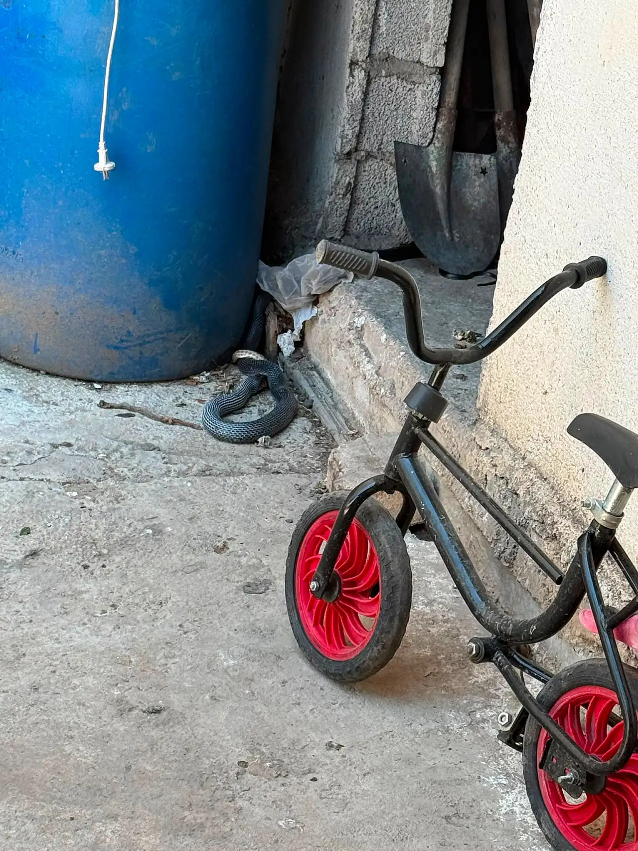 Siirt Kurtalan'da Yılan Yılanı Avladı, İtfaiye Ekipleri Müdahale Etti