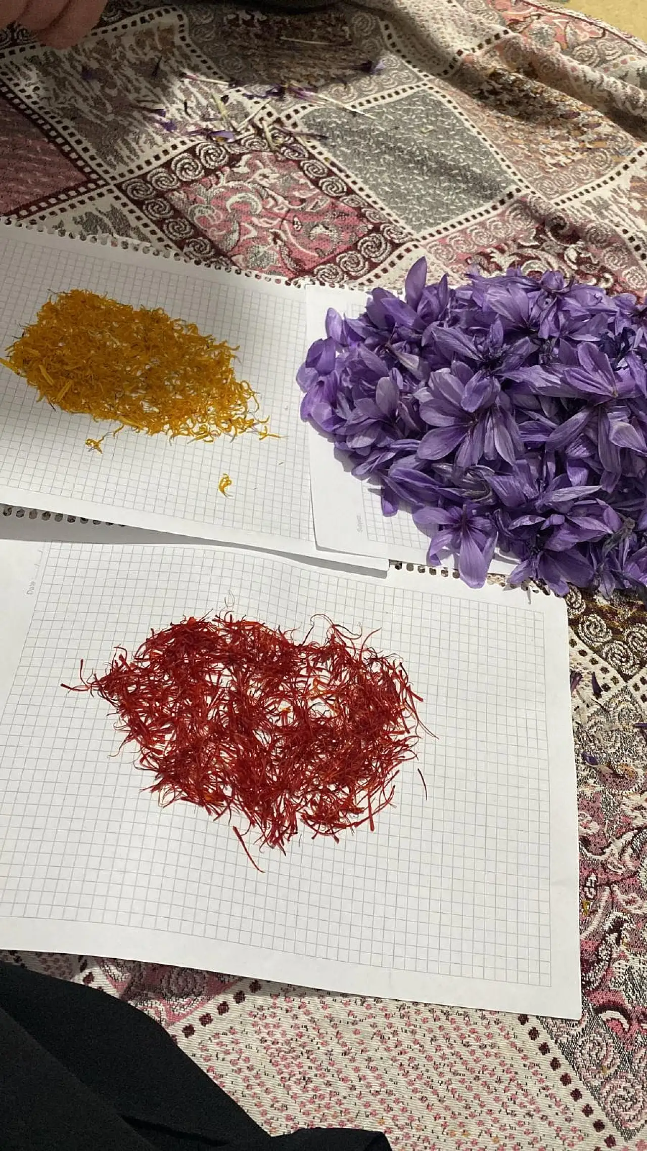 Kilosu 600 Bin TL Olan Üründe Siirt'te İlk Adım: Deneme Ekimi Yapıldı