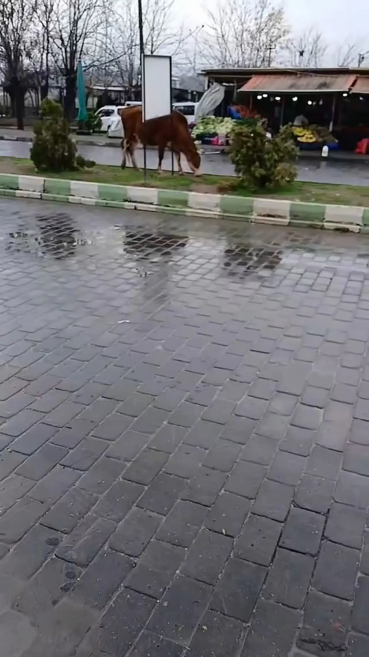 Siirt'te İnanç Turizminin Merkezinde Başıboş İnekler Tepki Çekti