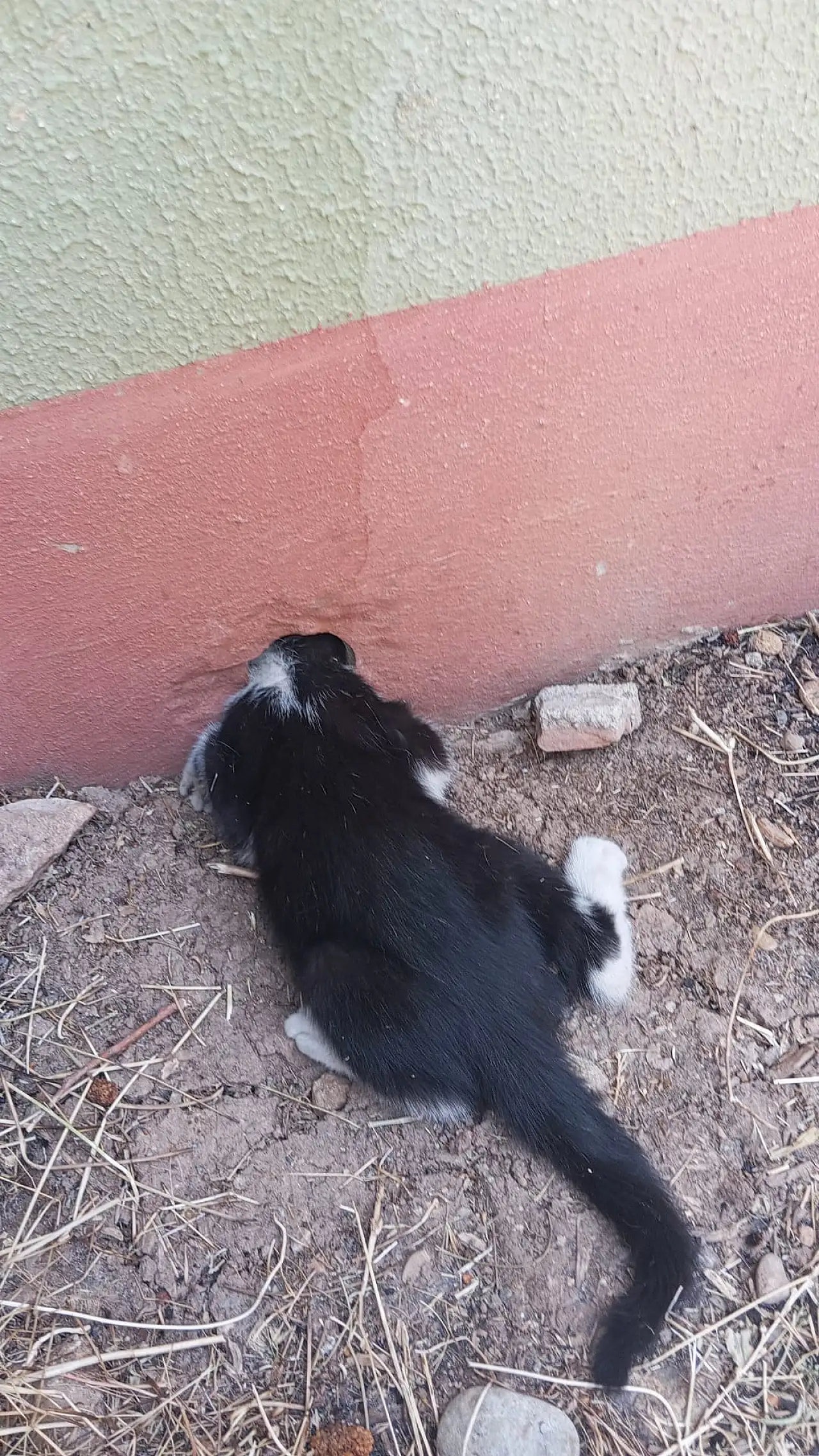 Kurtalan'da Trafo Deliğine Sıkışan Kedi Ekiplerin Çalışmasıyla Kurtarıldı