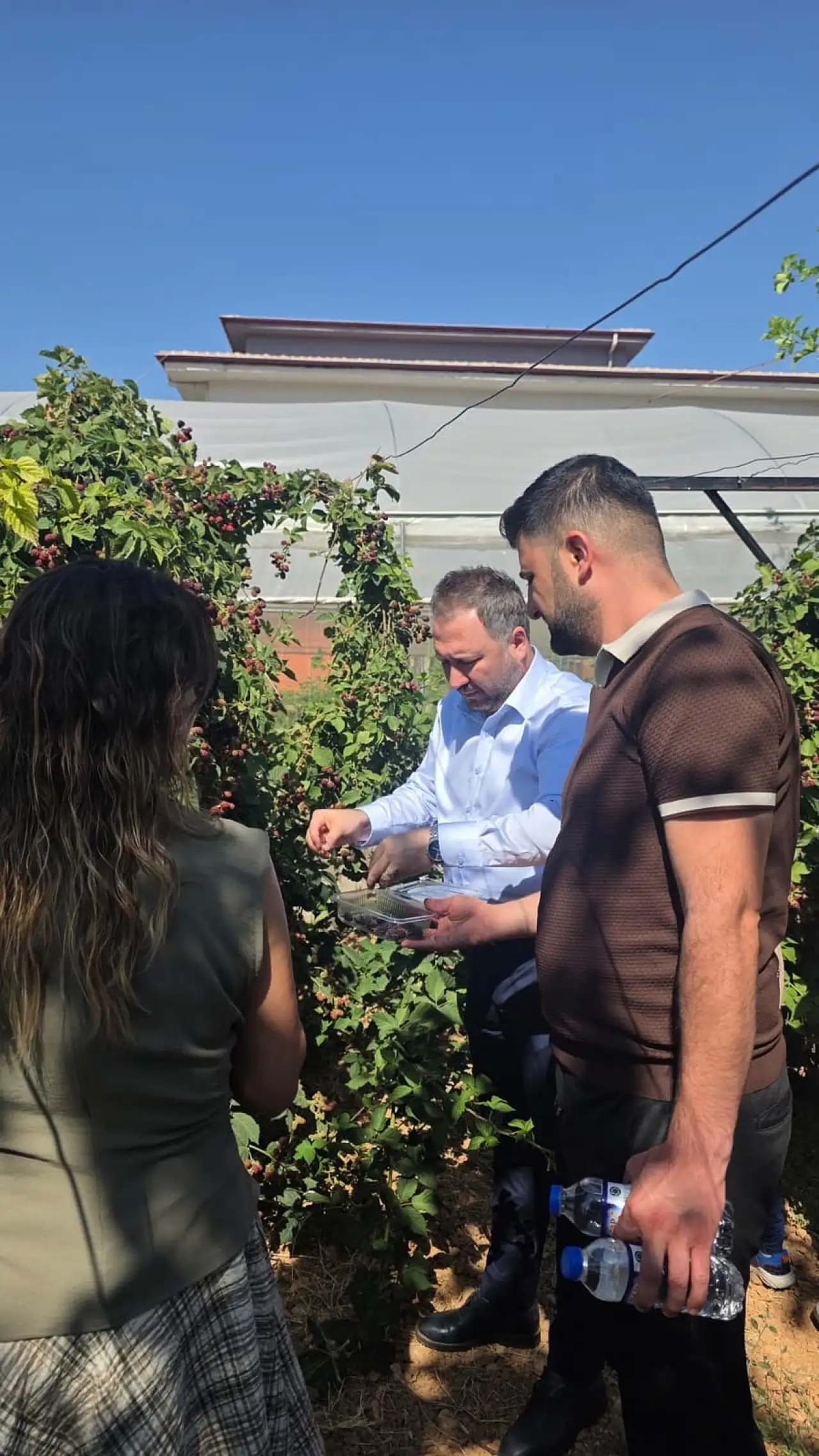 Siirt'te Özel Bireyler Böğürtlen Hasadı Yaptı