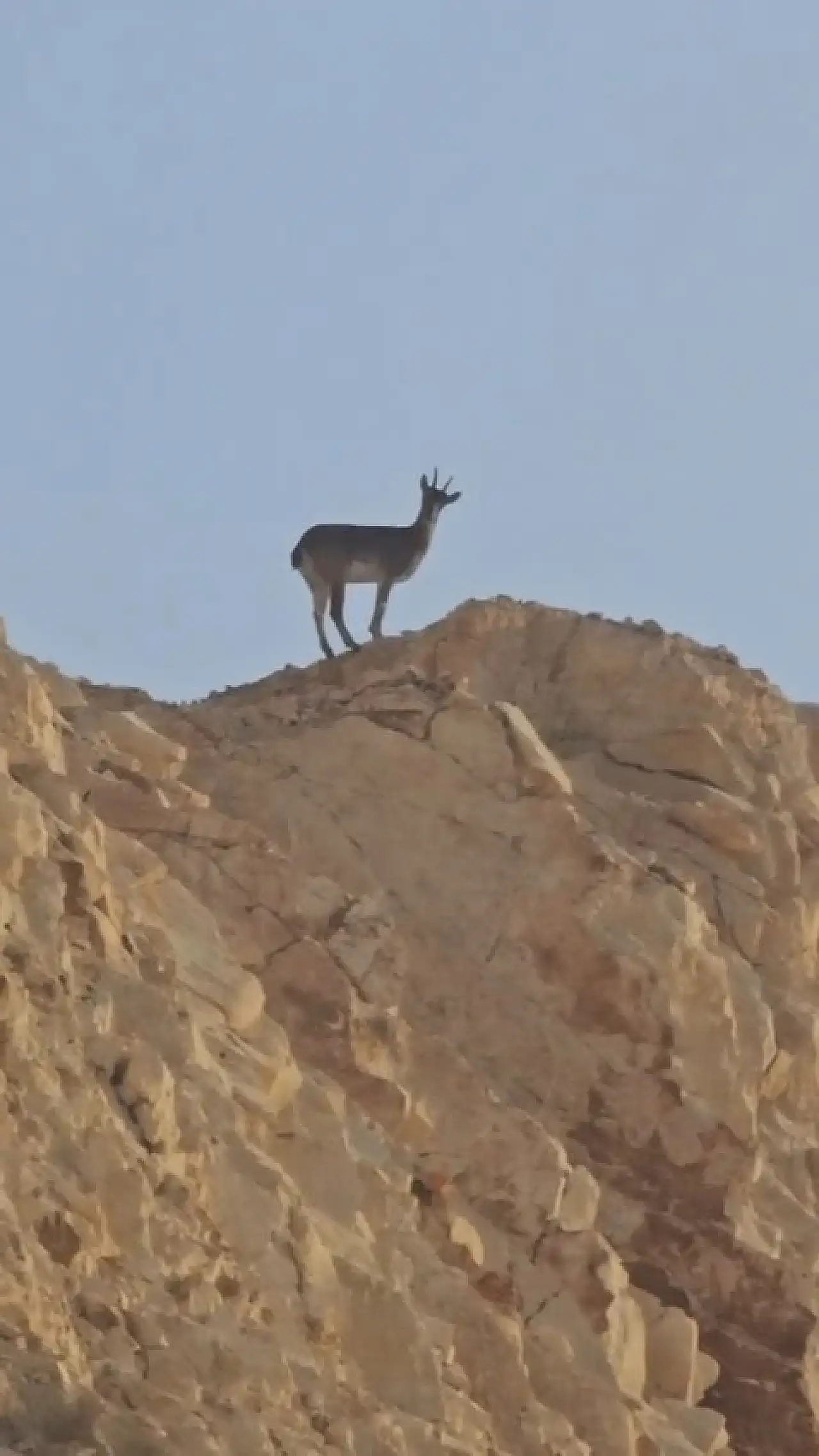 Siirt–Şırnak sınır hattında dağ keçileri görüntülendi