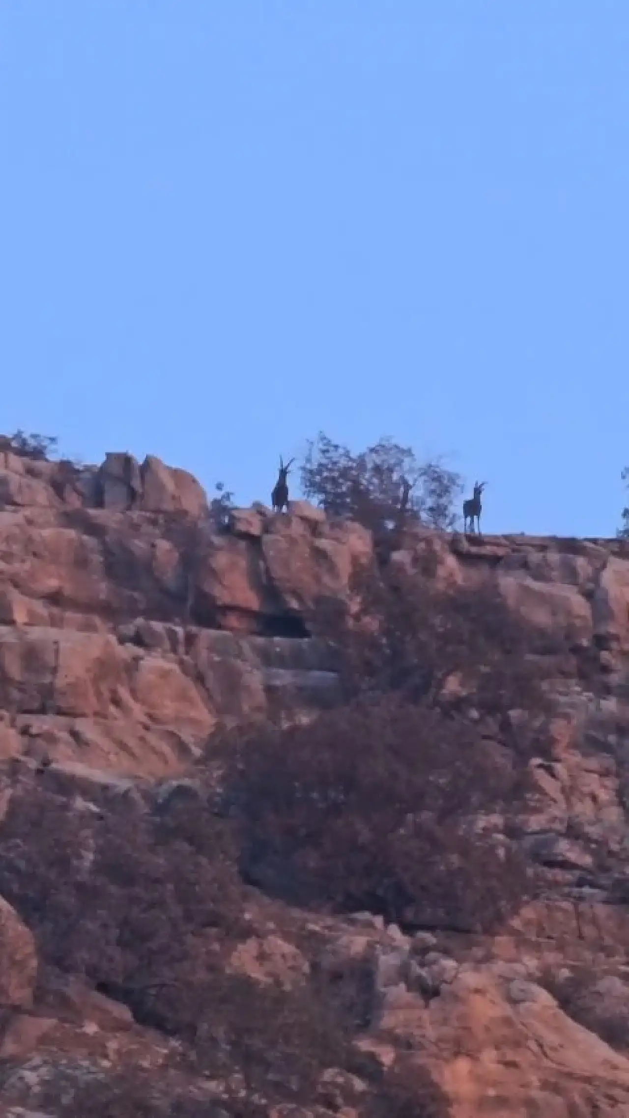 Siirt–Şırnak sınır hattında dağ keçileri görüntülendi