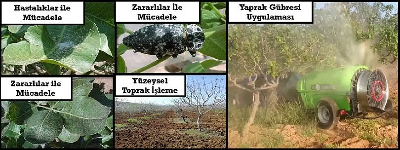 Siirt Fıstığında 'Püç' Meyve Riski: Verimi Korumak İçin Mayıs Ayında Bu Adımları Atlamayın