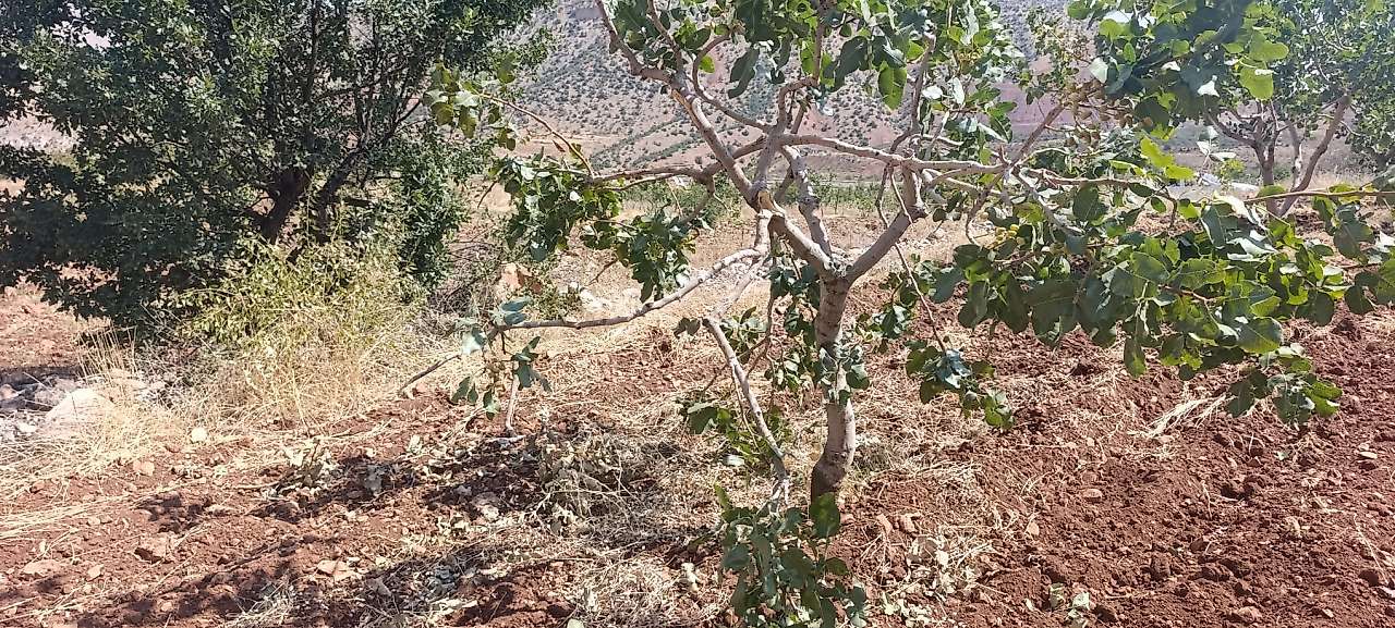 Siirt'te Fıstık Bahçelerine Domuz İstilası