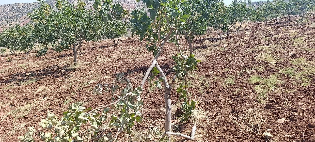 Siirt'te Fıstık Bahçelerine Domuz İstilası