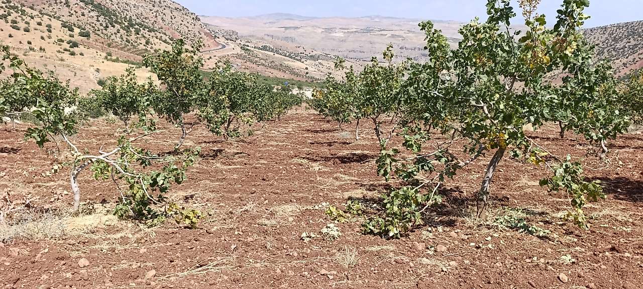 Siirt'te Fıstık Bahçelerine Domuz İstilası