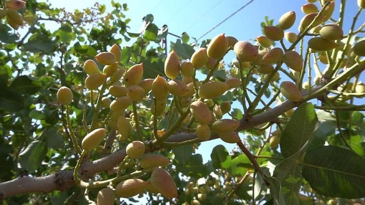 Siirt Fıstığında Fiyat Düştü: 800 TL'den 650 TL'ye Geriledi