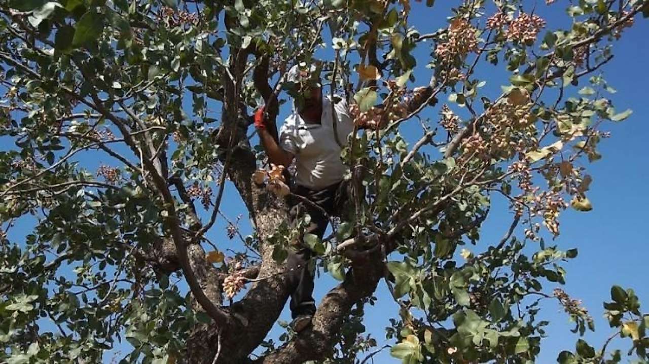 Siirt Fıstığında Fiyat Düştü: 800 TL'den 650 TL'ye Geriledi