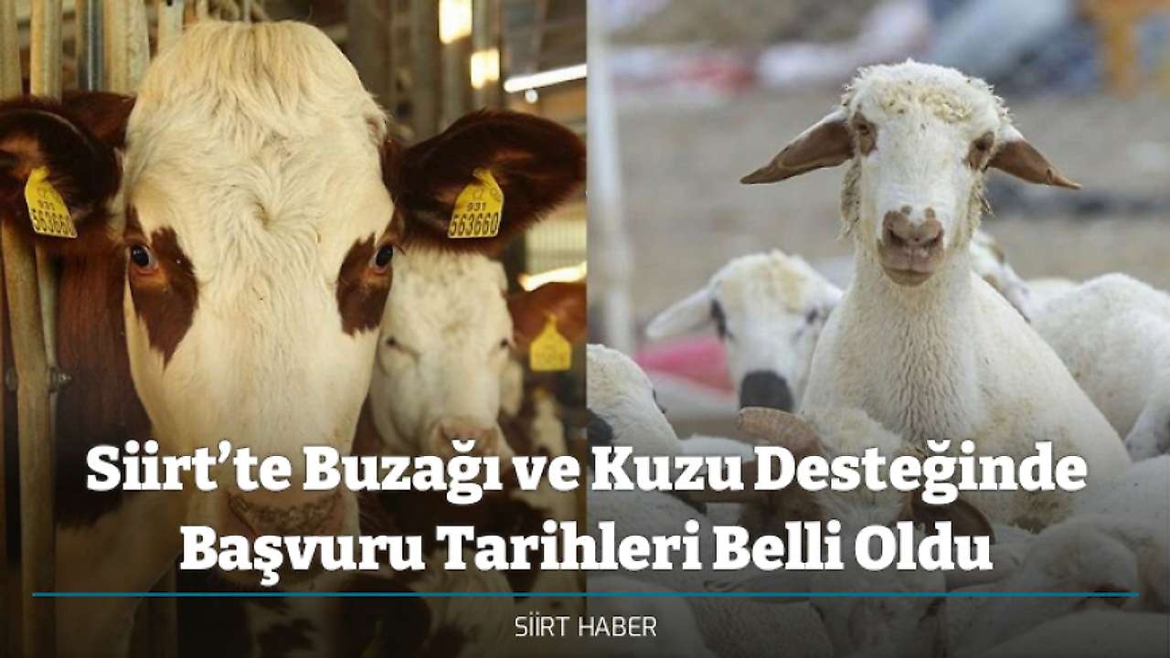 Siirt’te Buzağı ve Kuzu Desteğinde Başvuru Tarihleri Belli Oldu