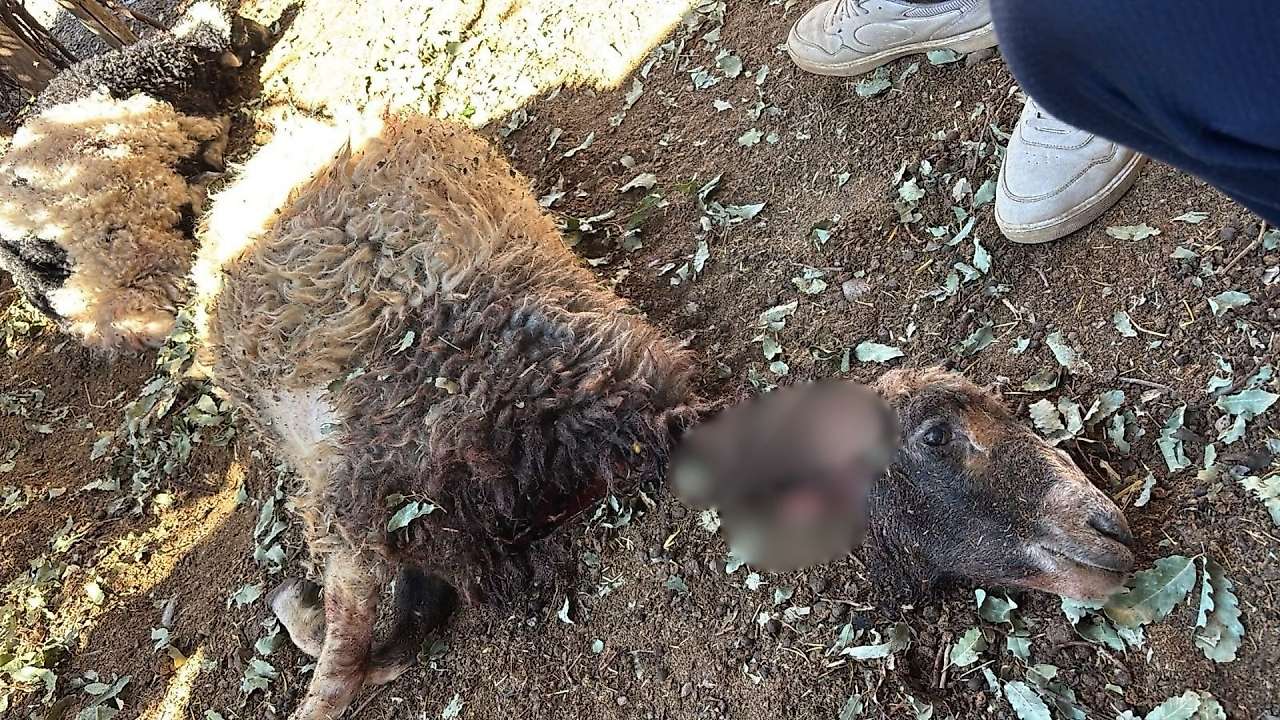 Siirt'te Sahipsiz Köpekler Ahıra Girdi: 3 Kuzu Telef Oldu