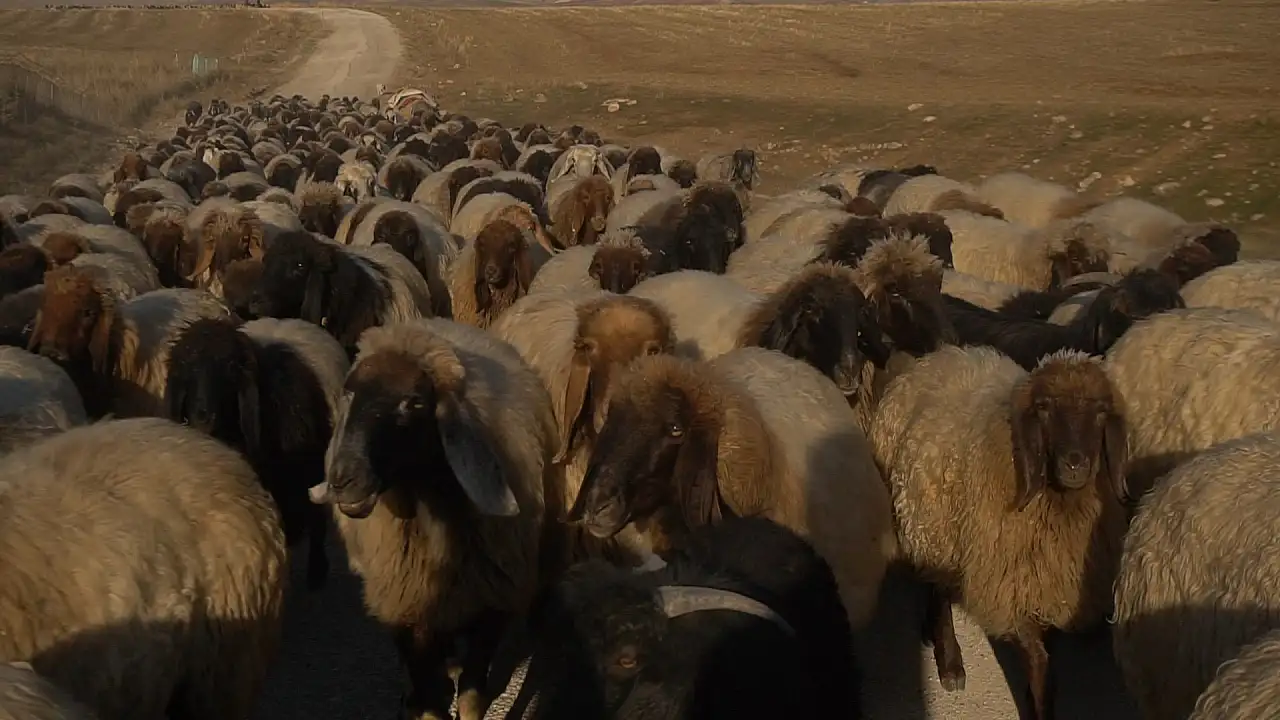 Göçerlerin Dönüş Yolculuğu Başladı: Sürüler Siirt'in Yolunu Tutuyor