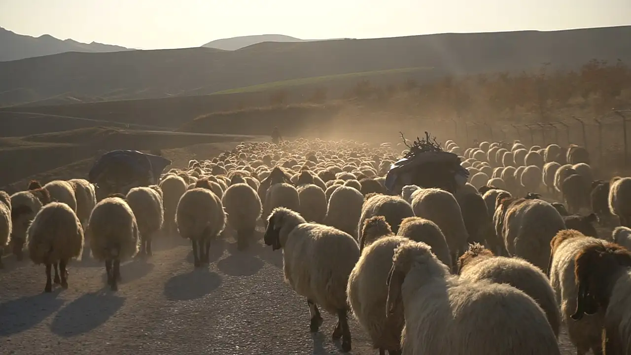 Göçerlerin Dönüş Yolculuğu Başladı: Sürüler Siirt'in Yolunu Tutuyor