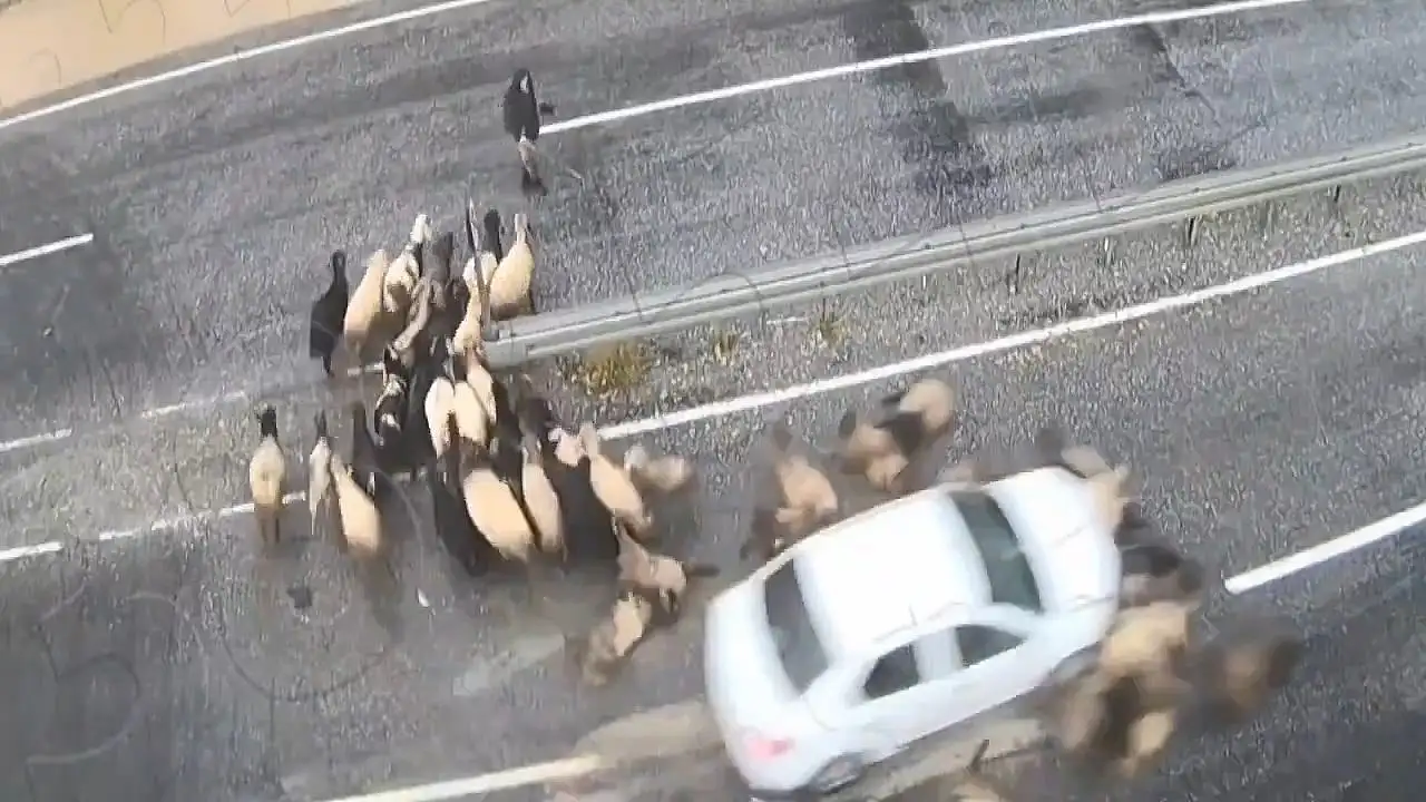 Tatvan'da Trafik Kazaları KGYS Kameralarına Yansıdı: Otomobil Koyun Sürüsüne Çarptı