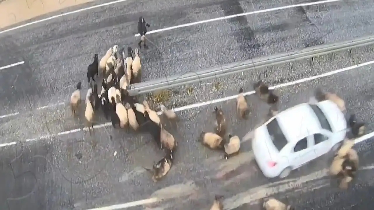 Tatvan'da Trafik Kazaları KGYS Kameralarına Yansıdı: Otomobil Koyun Sürüsüne Çarptı