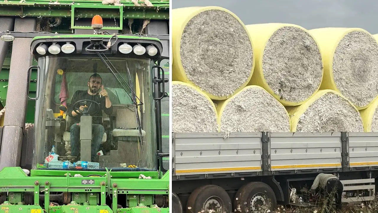 Siirt'te Pamuk Hasadı Tamamlandı: 530 dönüm tarlada 238,5 ton kütlü pamuk elde edildi