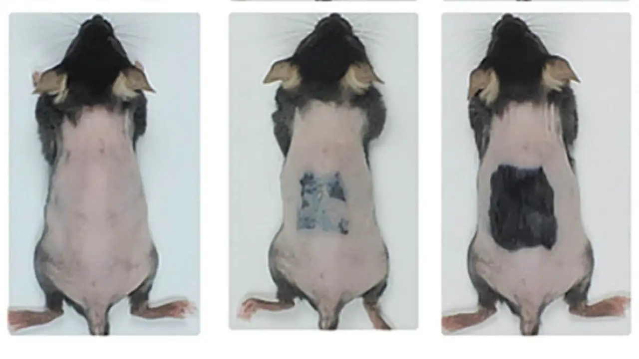 Bilim İnsanlarından Çarpıcı Keşif: Saç Dökülmesi 20 Günde Tedavi Edilebilecek! Kellik Tarih mi oluyor?