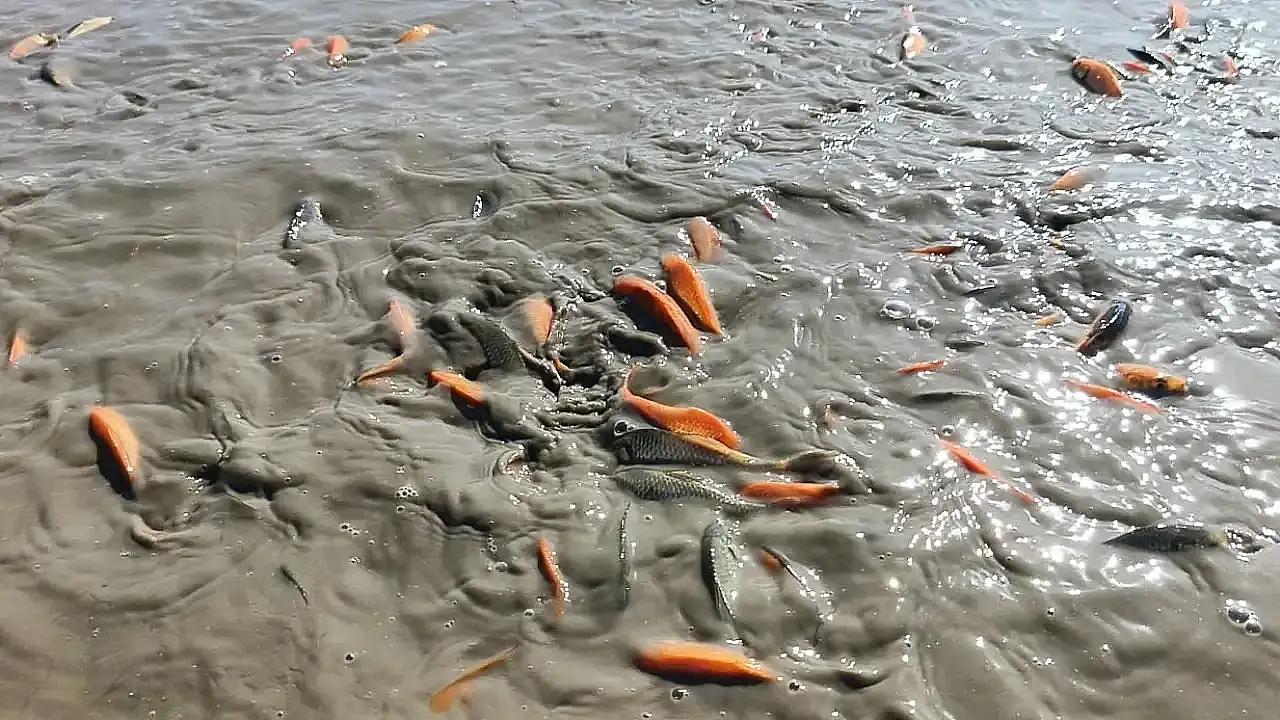 Su Takviyesi Yetersiz Kaldı: Çayırlı Göleti Kuruma Riski Altında